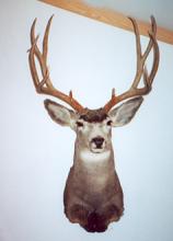 Wolf Mountain Taxidermy, LLC