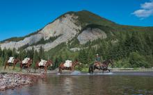 Paws Up Outfitters Paws Up Outfitters