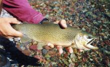 River Otter Flyshop & Outfitters