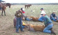 LC Cattle Company LC Cattle Company