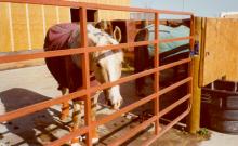 Kinney? Stables and Campground Kinney? Stables and Campground