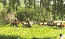 McGinnis Meadows Cattle & Guest Ranch