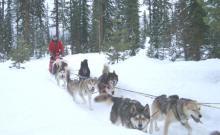 Dog Sled Adventures