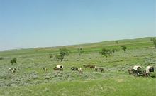 Sand Creek Clydesdales Ranch Vacations
