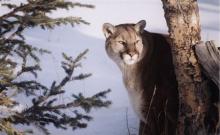 Beartooth Nature Center
