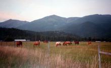 White Tail Ranch