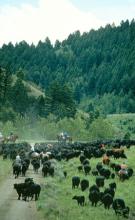 Montana High Country Cattle Drive Montana High Country Cattle Drive