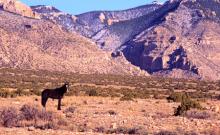 Pryor Mountains Wild Horse Range Pryor Mountains Wild Horse Range