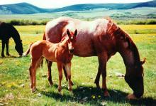 ZW Ranch