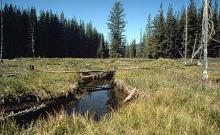 Big Creek Trail