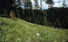 Fisher Divide Trail