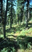 Northwest Peak Trail