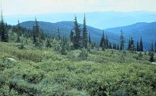 Goat Mountain Trail #148