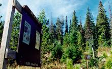 Gipsy Lake Trail