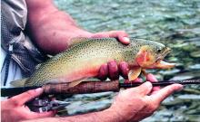 Alpine Adventures at Spotted Bear Ranch