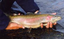 Headwaters Guide Service