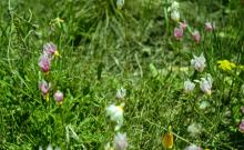 Bob Marshall Wilderness Complex Bob Marshall Wilderness Complex