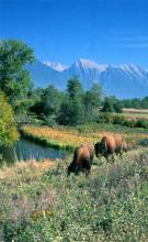 National Bison Range