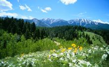 Custer National Forest