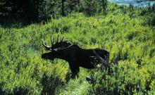 Glacier Country Tourism Commission