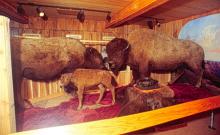 Museum of the Upper Missouri