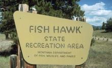 Fish Hawk