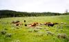 Lonesome Spur Ranch
