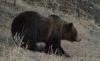 Yellowstone Yearround Adventures