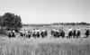 Runamuk Land and Livestock