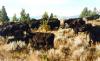Boulder River Valley Ranch LLC