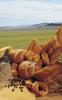 Wheat Montana Bakery & Deli