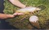 Campbells Guided Fishing Trips