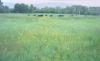 Staubach Creek Ranch