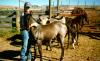 IOU Ranch