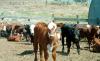 IOU Ranch