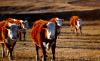 IOU Ranch
