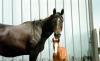 IOU Ranch