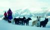 Spirit of the North Sled Dog Adventures