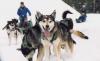 Spirit of the North Sled Dog Adventures