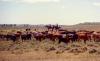 Sandcreek Clydesdales Ranch Vacations