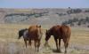 Rose Ranch
