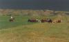 Rose Ranch