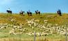 O Spear Guest Ranch, Ltd.