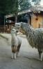 White Bird Ranch Llamas