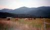 White Tail Ranch