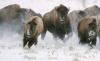 Yellowstone Gallery and Frameworks