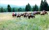'Maid' In Montana Trailride