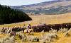 Montana High Country Cattle Drive
