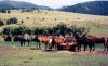 Why Lazy Tee Ranch