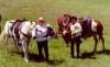 7th Ranch Historical Tours